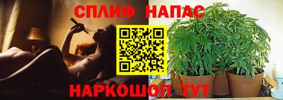 спиды Кингисепп